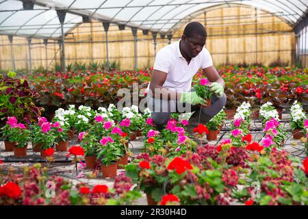 Fleuriste afro-américain organisant des roseus en pot Banque D'Images