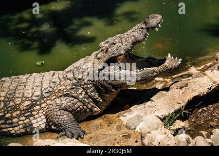 Portrait du crocodile du Nil ouvre une énorme mâchoire avec de grandes dents sèchant une bouche après le bon déjeuner. Zoo de la Vanille nature Park sur l'île Maurice. Beauté Banque D'Images