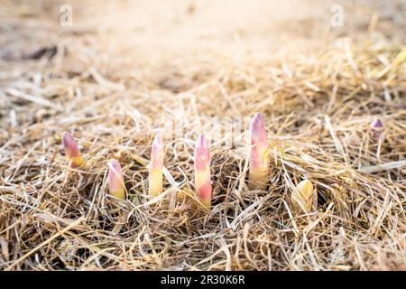 Le premier réchauffement au printemps dans le potager et les jeunes pousses d'asperges commencent à croître activement. Les premiers fruits de la délicatesse végétab Banque D'Images