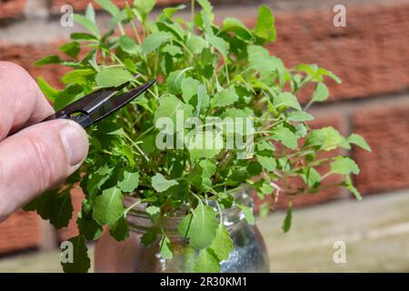 Découpe de cresson avec coupe-jardin dans un jardin. Cresson poussant dans un pot en verre doré argenté Banque D'Images