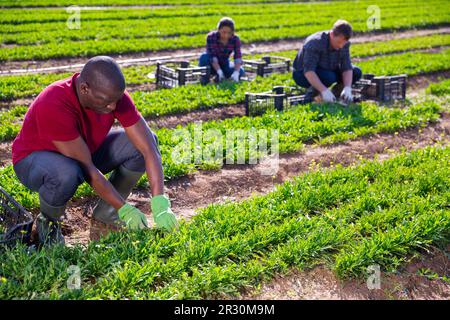 L'horticulteur afro-américain récolte d'arugula Banque D'Images