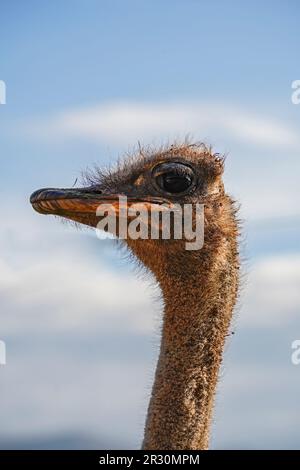 Portrait vertical de la tête d'un autruche (Struthio camelus) contre un ciel bleu Banque D'Images