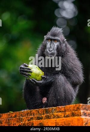 Celebes macaque à la crème mange des fruits. Indonésie. Sulawesi. Banque D'Images