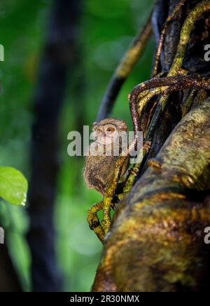 Spectral tarsier est assis sur un arbre dans la jungle. Indonésie. Île Sulawesi. Banque D'Images