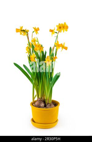 Jonquilles en pot de fleurs isolées sur fond blanc Banque D'Images