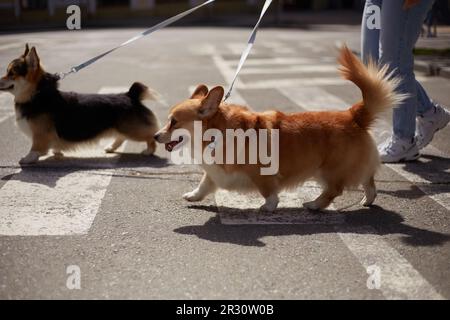 Deux jeunes corgis Pembroke gallois traversent la rue. Un couple de chiens adorables de corgi marchant sur une laisse en plein air Banque D'Images