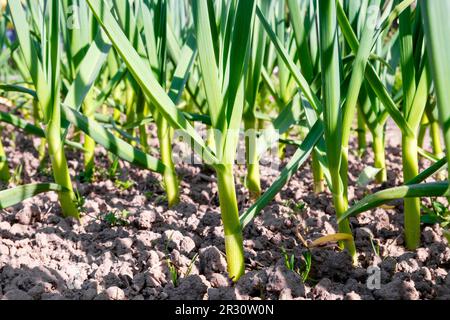 Ail poussant dans le sol au début du printemps, jeunes plantes en gros plan. Une plantation d'ail biologique dans le jardin potager Banque D'Images