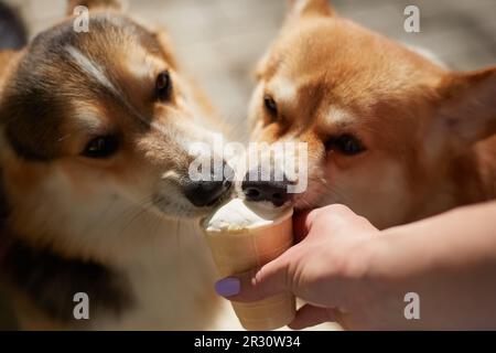 Couple de chiens de corgi drôles mangeant un régal de la main du propriétaire. Deux jeunes corgis Pembroke gallois léchant une glace Banque D'Images