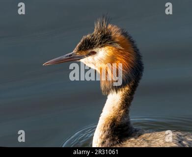 Un élégant Grand Grebe à crête, (Podiceps cristatus), nage sur un lac à Fleetwood, Blackpool, Lancashire, Royaume-Uni Banque D'Images