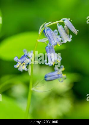 De belles fleurs de Bluebell odorantes (jacinthoides non-scripta), photographiées sur fond vert doux Banque D'Images