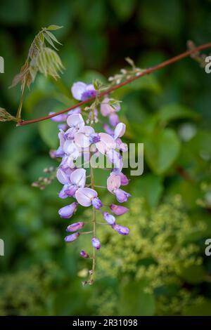 Une belle fleur de Wisteria couleur lilas, photographiée sur fond de feuillage vert Banque D'Images