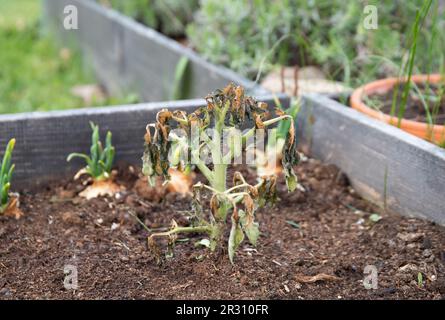 Petite plante de tomate poussant à l'extérieur, tué par la morsure de gel ou la pression froide, froid dans le potager à la maison à l'extérieur. Plantation à l'extérieur trop tôt ou pas pro Banque D'Images