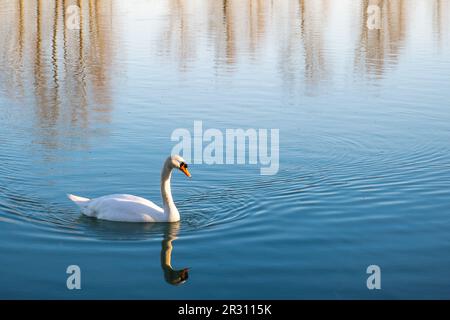 Muet cygne (Cygnus olor) glissant à travers un lac à l'aube. Photographie authentique Banque D'Images