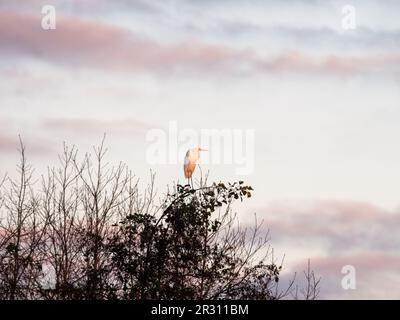 Grande aigrette, Ardea alba, perching au sommet des arbres pendant l'heure d'or dans la réserve naturelle près de Strand Nulde, pays-Bas Banque D'Images