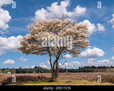 Juneberry ou serviceberry Tree, Amelanchier lamarkii, en fleur dans la réserve naturelle de Zuiderheide à Het Gooi, Hollande-Nord, pays-Bas Banque D'Images