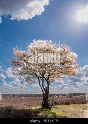 Juneberry ou serviceberry Tree, Amelanchier lamarkii, en fleur dans la réserve naturelle de Zuiderheide à Het Gooi, Hollande-Nord, pays-Bas Banque D'Images