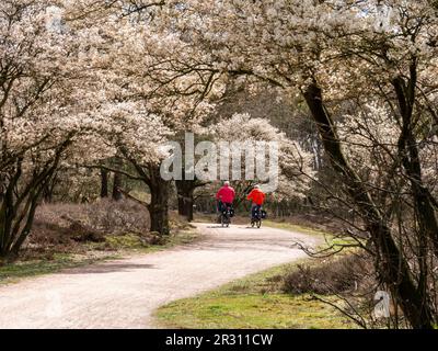 Couple plus âgé à vélo sur une piste cyclable, arbres de baies de baies en fleurs, Amelanchier lamarkii, dans la réserve naturelle de Zuiderheide, Het Gooi, pays-Bas Banque D'Images