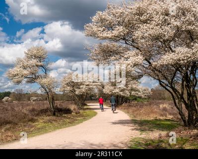 Couple plus âgé à vélo sur une piste cyclable, arbres de baies de baies en fleurs, Amelanchier lamarkii, dans la réserve naturelle de Zuiderheide, Het Gooi, pays-Bas Banque D'Images