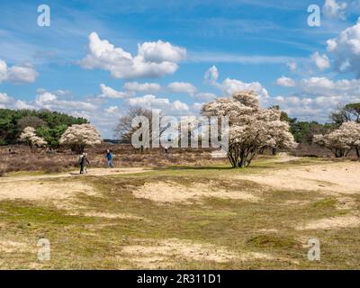 Personnes marchant et faisant du vélo, des arbres en fleurs de la juneberry, Amelanchier lamarkii, dans la réserve naturelle de Zuiderheide, Het Gooi, pays-Bas Banque D'Images