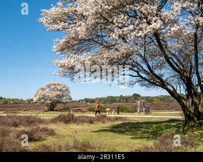 Personnes marchant et faisant du vélo, des arbres en fleurs de la juneberry, Amelanchier lamarkii, dans la réserve naturelle de Zuiderheide, Het Gooi, pays-Bas Banque D'Images