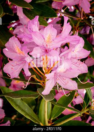 Mise au point sélective de fleurs roses de Rhododendron avec un arrière-plan flou Banque D'Images