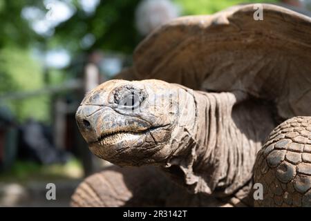 Dresde, Allemagne. 22nd mai 2023. Une tortue géante Aldabra se dresse sur le chemin des quartiers d'hiver jusqu'à une enceinte extérieure du zoo. Les reptiles tropicaux ont besoin d'une température constante de plus de 25 °C, c'est pourquoi le passage aux quartiers d'été n'a lieu que maintenant. Credit: Sebastian Kahnert/dpa/Alay Live News Banque D'Images
