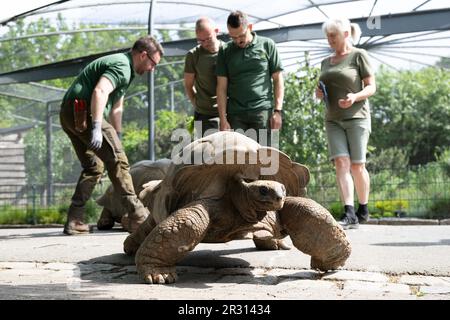 Dresde, Allemagne. 22nd mai 2023. Une tortue géante Aldabra se dresse sur le chemin des quartiers d'hiver jusqu'à une enceinte extérieure du zoo. Les reptiles tropicaux ont besoin d'une température constante de plus de 25 °C, c'est pourquoi le passage aux quartiers d'été n'a lieu que maintenant. Credit: Sebastian Kahnert/dpa/Alay Live News Banque D'Images