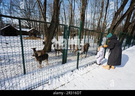 Mère et enfant lors d'une journée d'hiver ensoleillée dans le parc nourrissant des chèvres dans le zoo. Banque D'Images