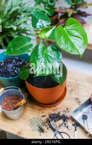Plante repotée sur table en bois (Monstera deliciosa) Banque D'Images