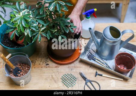 Homme rempotage plante verte (Schefflera Umbrella Dwarf Plant) Banque D'Images