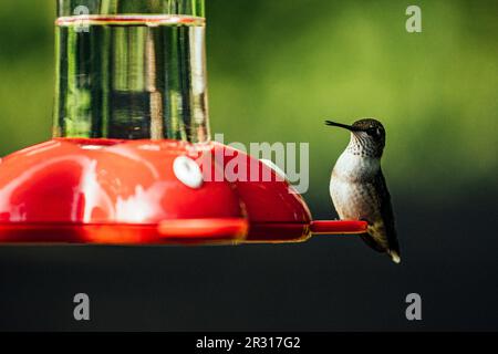 Colibri Banque D'Images