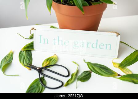 Prendre soin des plantes d'intérieur, élaguer les feuilles jaunes et sèches de spathiphyllum. Pot de fleurs avec spathiphyllum en pot sur la table avec des ciseaux noirs et Banque D'Images