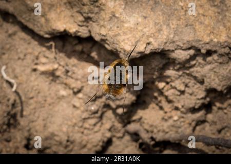 Une grande mouche des abeilles (Bombylius Major), prise à Tunstall Hills, Sunderland, Royaume-Uni. Banque D'Images