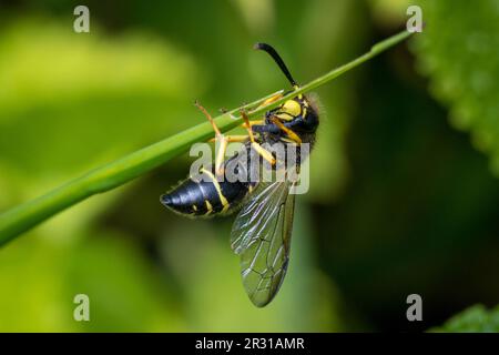 Guêpe maçon mâle (Ancistrocerus sp), prise dans la réserve naturelle de Tunstall Hills, Sunderland, Royaume-Uni. Banque D'Images