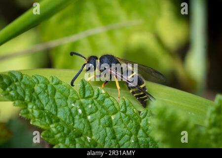 Guêpe maçon mâle (Ancistrocerus sp), prise dans la réserve naturelle de Tunstall Hills, Sunderland, Royaume-Uni. Banque D'Images