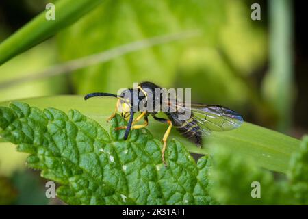Guêpe maçon mâle (Ancistrocerus sp), prise dans la réserve naturelle de Tunstall Hills, Sunderland, Royaume-Uni. Banque D'Images