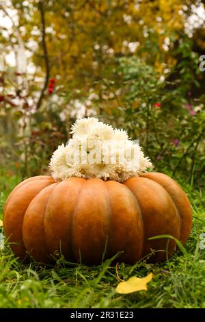 Citrouille avec beaucoup de belles fleurs de chrysanthème sur l'herbe verte dans le jardin Banque D'Images