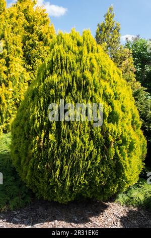 Arborvitae américain, Thuja occidentalis 'Europe Gold' Banque D'Images