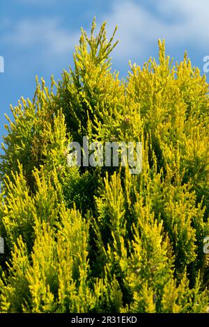 Arborvitae oriental, Thuja 'Aureo Nana', jaune doré, feuillage, conifères Banque D'Images