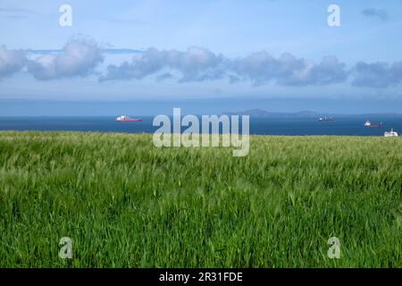 Cultures poussant dans le champ avec des navires vers St Davids paysage de la côte galloise près de Marloes Pembrokeshire West Wales UK KATHY DEWITT Banque D'Images