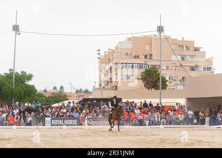 ROQUETAS DE MAR, ESPAGNE - 21 MAI 2023 démonstration de compétences en équitation pendant la compétition de chevaux espagnole Banque D'Images