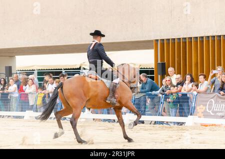 ROQUETAS DE MAR, ESPAGNE - 21 MAI 2023 démonstration de compétences en équitation pendant la compétition de chevaux espagnole Banque D'Images