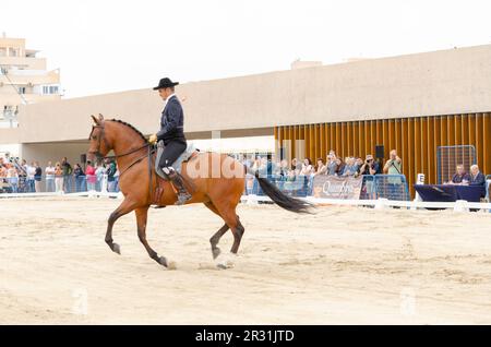 ROQUETAS DE MAR, ESPAGNE - 21 MAI 2023 démonstration de compétences en équitation pendant la compétition de chevaux espagnole Banque D'Images