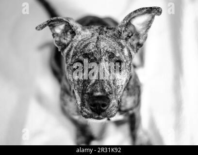 Bridle American Pitt Bull Terrier chiot regardant l'appareil photo, noir et blanc. Banque D'Images