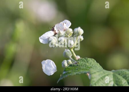 Fleurs roses et blanches de la mûre commune (Rubus fruticosus) isolées sur un fond vert naturel Banque D'Images