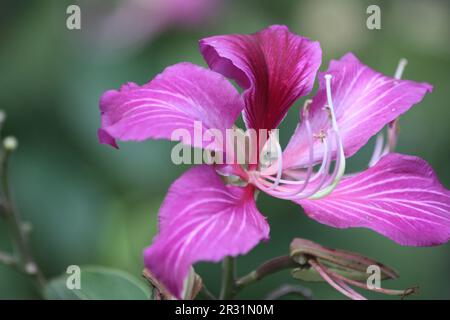 Fleur d'orchidée pourpre (Bauhinia variegata) isolée sur fond naturel Banque D'Images