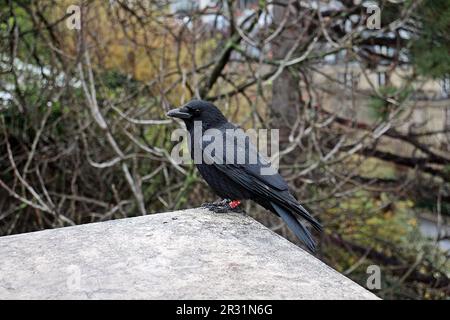 raven se tenant sur le bord d'un mur de roche en hiver Banque D'Images