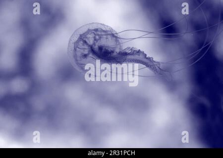 Méduse lumineux Banque D'Images