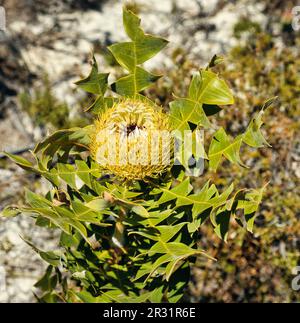 Fleurs et les feuilles caractéristiques de banksia grandis (banksia géant) Parc national de Fitzgerald River, côte sud de l'Australie occidentale. Banque D'Images