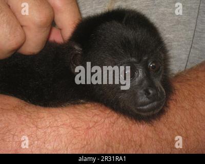 Le singe hurleur noir guatémaltèque sauvé (Alouatta pigra) bébé tenu sur un bras humain Banque D'Images